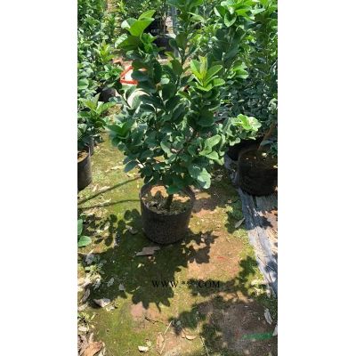 供应各种规格广玉兰移栽广玉兰