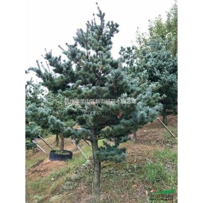 浙江地区供应香樟、广玉兰、银杏、桂花、红枫、红叶石楠