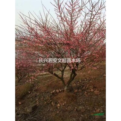 长兴供应8-12公分精品红白广玉兰上车价格图片