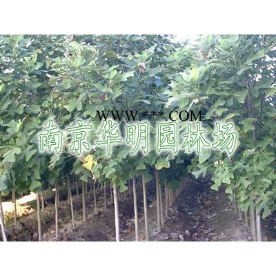 精品广玉兰，河南广玉兰价格行情