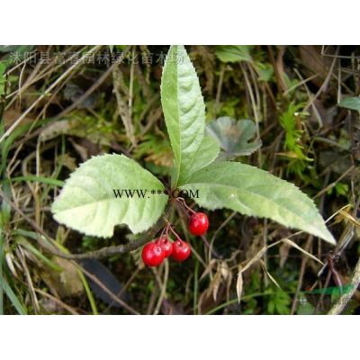 广玉兰、广玉兰基地、广玉兰苗、沭阳广玉兰基地