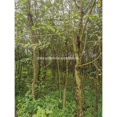 优质特价天竺桂产地直销