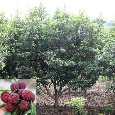 3公分荸荠杨梅，上车价27元一棵