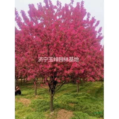 十公分绚丽海棠