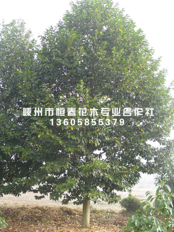 玉兰