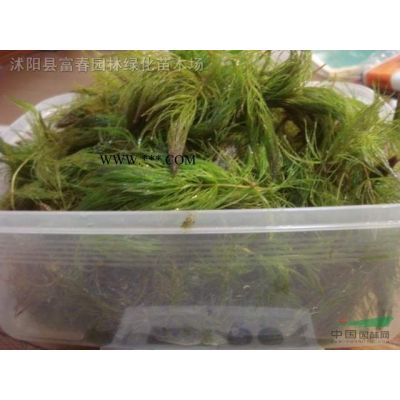 常绿乔木-罗汉松，罗汉松球，罗汉松直销基地，又名罗汉杉