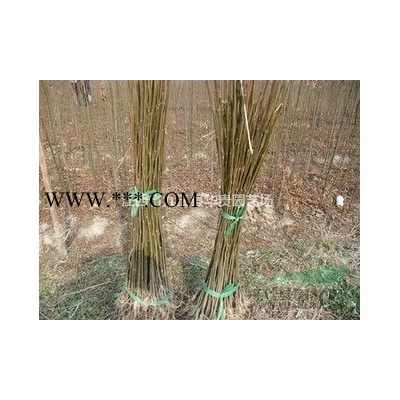 2年生罗汉松小苗 地径1-2公分罗汉松小苗批发