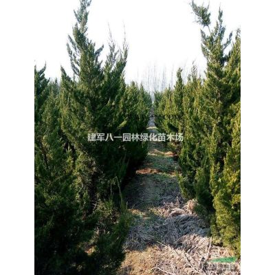 大小规格龙柏 龙柏价格 江苏龙柏基地