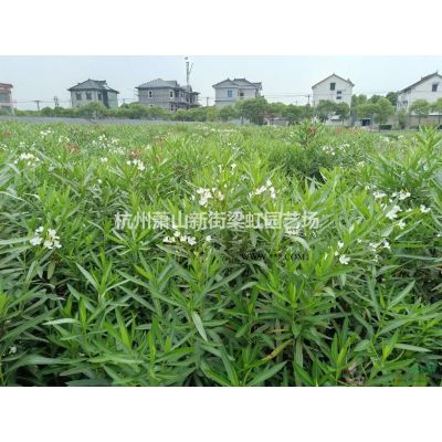 龙柏，龙柏供应，萧山苗木，2020年龙柏低价格