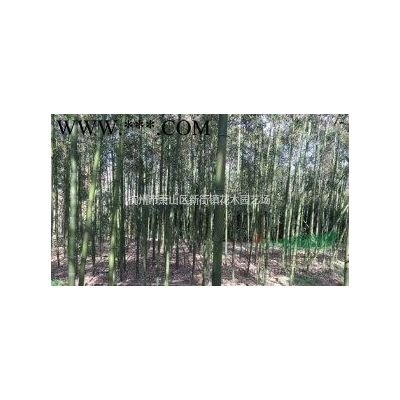 供应5-25公分鸡爪槭 红梅 桂花 吉祥草 造型罗汉松 苗圃直供