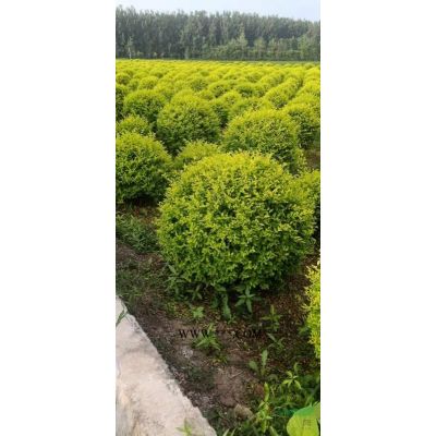 江苏小龙柏，小龙柏直销：工程用小龙柏