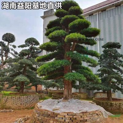 18公分造型罗汉松市场行情