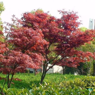 卫矛高0.4-0.8米龙柏高3.5-6.5米北京大苗圃基地购