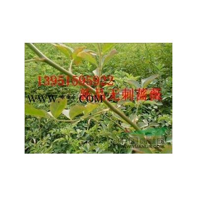 侧柏桧柏洒金柏黑松湿地松油松罗汉松白皮松华山松马尾松等种子图3