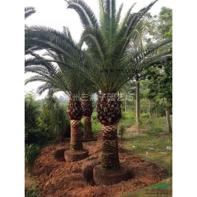 福建漳州棕榈科研究基地 专业种植加拿利海枣