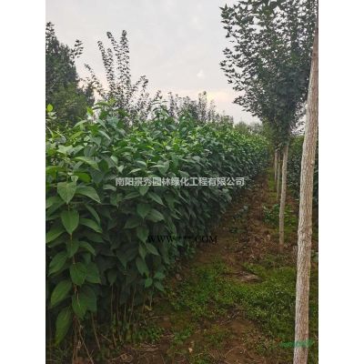 石楠，红叶石楠，中华石楠，丛生石楠