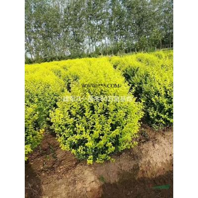 江苏[产品]/江苏红叶石楠球 江苏毛球 精品红叶石楠球价格/报价