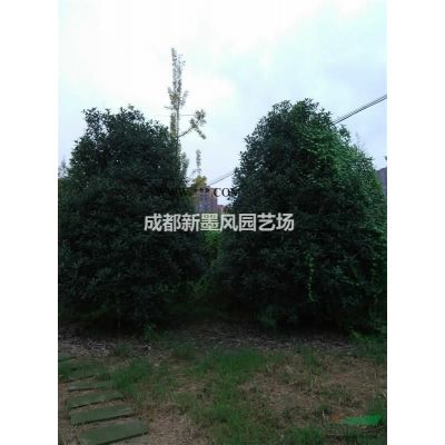 乐昌含笑