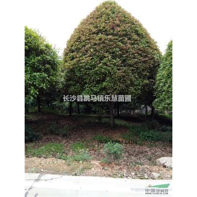 湖南红叶石楠球 ，红叶石楠小苗，高杆红叶石楠