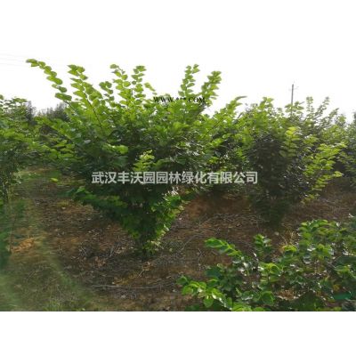 武汉丰沃园园林绿化有限公司苗圃提供胸径5-8cm红叶石楠