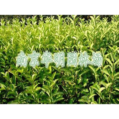 石楠球