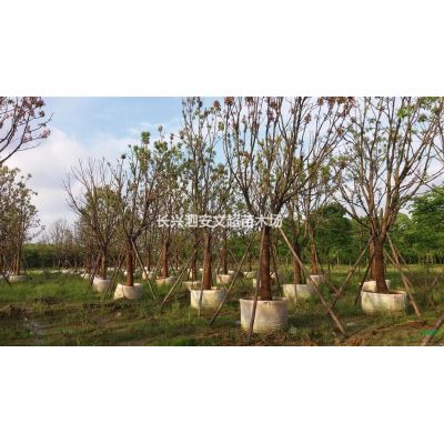 全冠精品红叶石楠/红叶石楠基地/产品报价批发供应求购