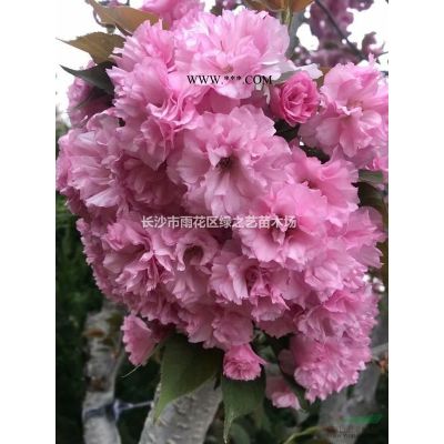 红叶石楠球  毛球 精品球P120公分