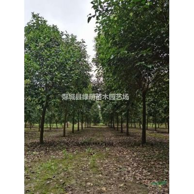出售红叶石楠树图3