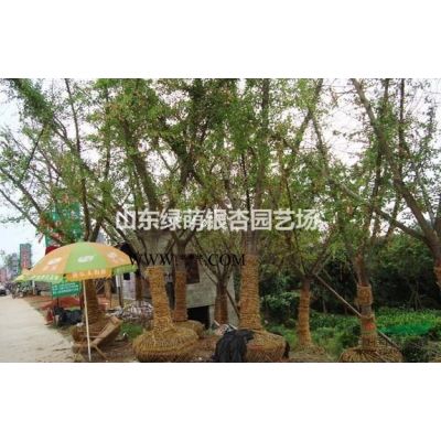 出售红叶石楠树图1