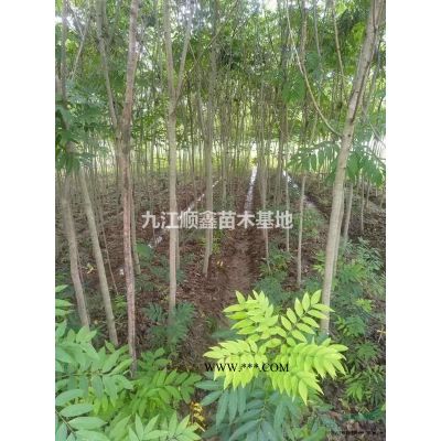 江西九江红叶石楠新报价