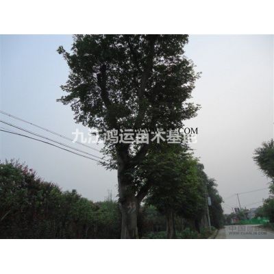 江西红叶石楠杯苗批发/供应 价格实惠