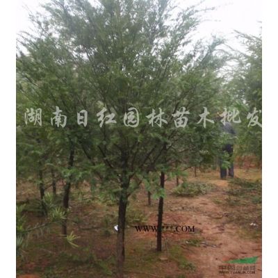 罗汉松行情报价\罗汉松图片展示