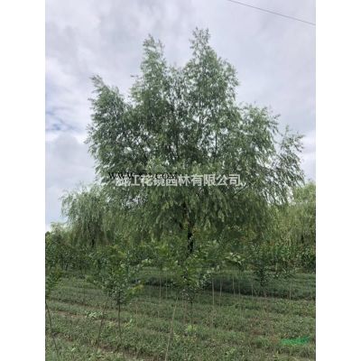 小叶扶芳藤，地中海荚蒾，茶梅球，海桐 龙柏 金边黄杨 法国冬