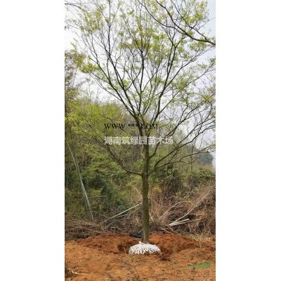 供应飘枝造型罗汉松，异型罗汉松造型树，新型罗汉松