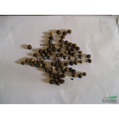 供应罗汉松种子