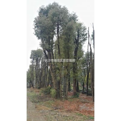 罗汉松，造型罗汉松，大量供应8-30公分罗汉松价格