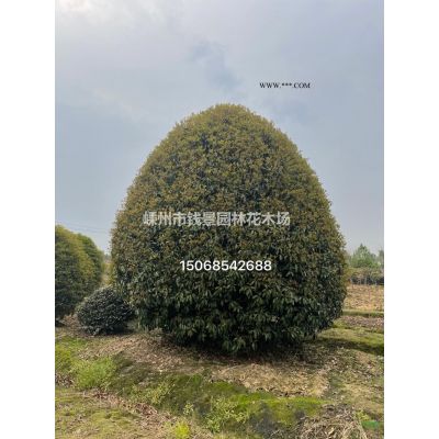 精品乐昌含笑 嵊州乐昌含笑 8-30公分乐昌含笑基地