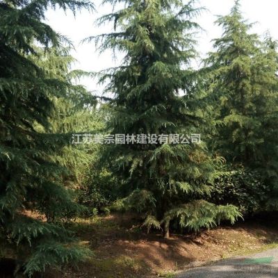 供应红叶石楠柱红叶石楠桩