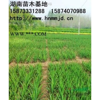 红叶石楠球 浏阳市泽云苗木种植专业合作社