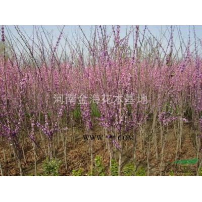 河南许昌鄢陵大量供应红叶石楠 高杆石楠 石楠球