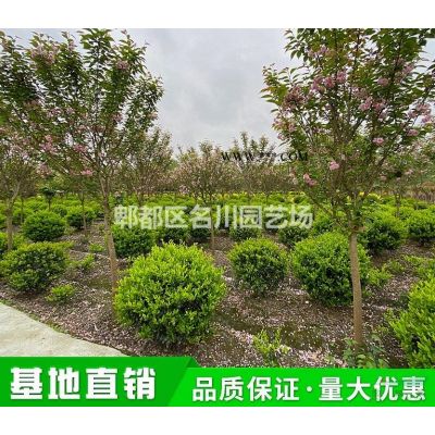成都矮棕竹种植_棕竹批发基地_樱榈竹报价_竹矮价格_棕榈竹绿篱