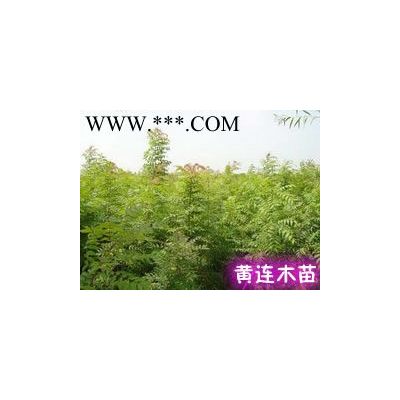 石楠球