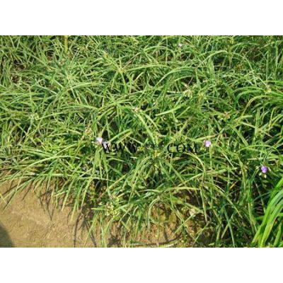 桂花、红叶石楠等苗木