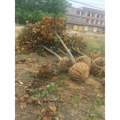 红叶石楠种植技术 红叶石楠价格趋势