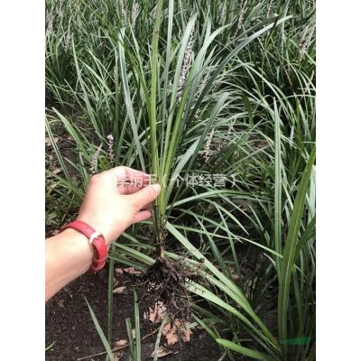 红叶石楠大量出售.工程苗 园林绿化工程 欢迎来电详询。