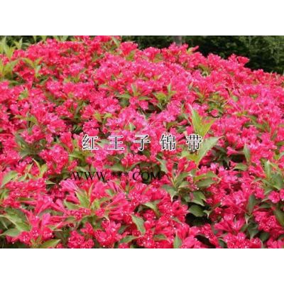 罗汉松报价：胸径6-15日本罗汉松树，造型罗汉松，罗汉松桩图3
