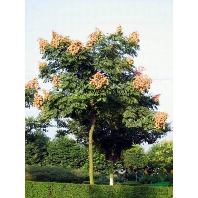 罗汉松报价：胸径6-15日本罗汉松树，造型罗汉松，罗汉松桩