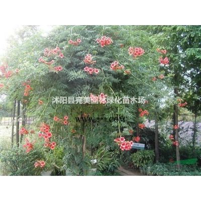 供应高杆龙柏_龙柏条_龙柏树