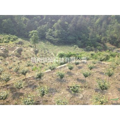 供应香泡30公分出售和22公分出售