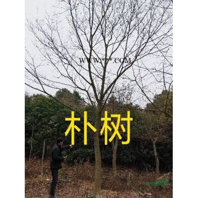 大量供应6-8-10-12-15公分重阳木，无患，香泡，香樟